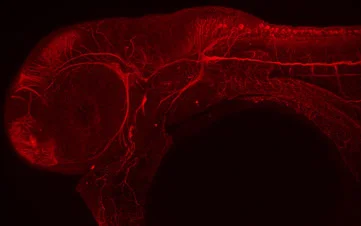 Zebrafish labelled with acetylated tubulin