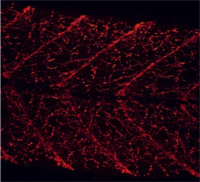 Zebrafish bungarotoxin label