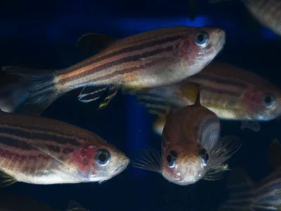 Zebrafish image
